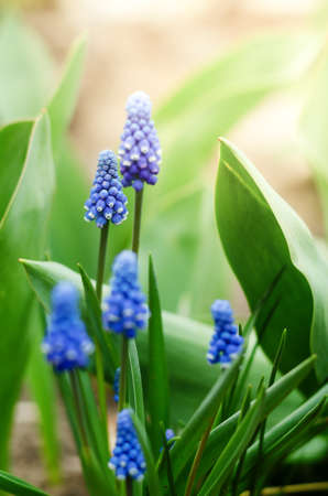 Beautiful muscari flowers, hyacinth family. Spring floral background.の写真素材