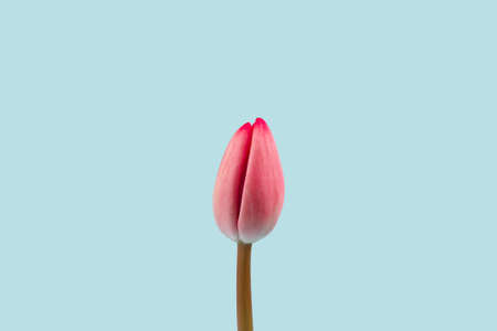 One single gentle pink tulip against turquoise background. Minimalist floral concept with copy space for text.の写真素材