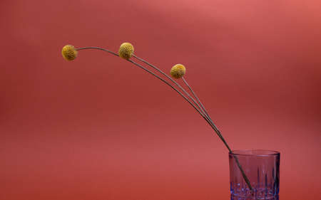Beautiful dry Craspedia. Billy Balls. Drumsticks or or woolly head against rust color background. Minimalist floral background.の写真素材