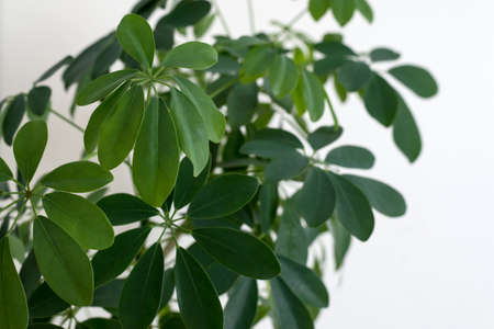 Schefflera arboricola leaves close up also known as umbrella tree plant. Green foliage background.の写真素材