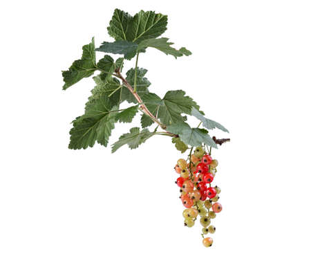 Branch of fresh ripe red currant isolated on white background. Vitaminised berriesの写真素材