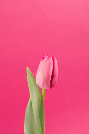Pink Tulip, Beautiful and gentle on a pink background. Spring seasonal Minimalist trendy backdrop.の写真素材