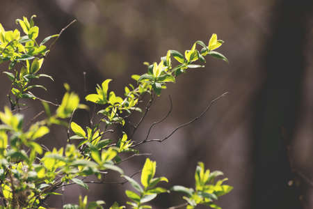 Early spring background with young fresh leaves of a lilac bush. Young green leaves against bright sun light.の写真素材