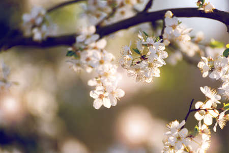 Cherry tree blossoms. White spring flowers close-up. Soft focus spring seasonal background. Vintage photo.の写真素材