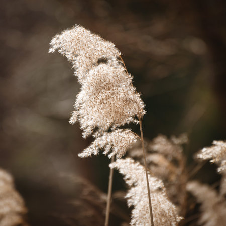 Pampas grass, or Cortaderia selloana modern landscape design plant. Boho style abstract natural...