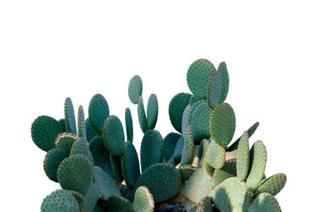 Card with Huge Opuntia cactus isolated on white. Creative layout. Minimal style still life.の写真素材