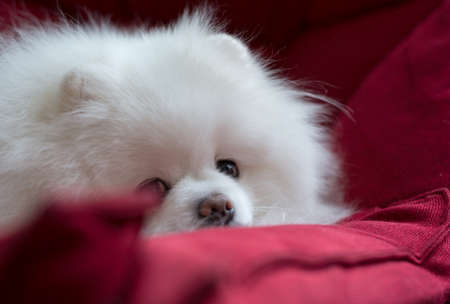 Adorable fluffy Pomeranian Dog lying on the red couch. Close up portrait of a petの写真素材