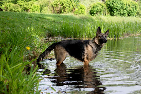 Young German Shepherd dog jumping and playing in the lake water at springtimeの写真素材