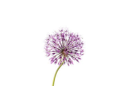 Beautiful allium flower against a white background. Allium or Giant onion decorative plant on a floral theme banner.の写真素材