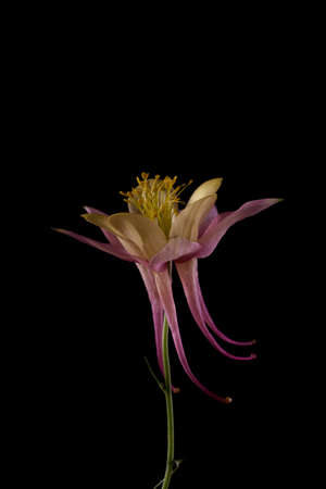 Beautiful Aquilegia glandulosa against dark background. Floral wallpaper with aquilegia flower.の写真素材