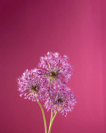 Beautiful allium flower against a purple background. Allium or Giant onion decorative plant on a floral theme banner.の写真素材