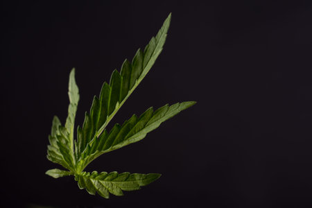 Fresh green cannabis leaf against dark background. Organic green Marijuana Leaf.