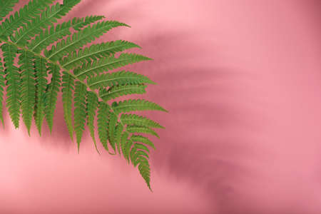 Minimalist floral still life with Fern leaf against pink background.の写真素材