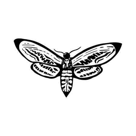 Deaths head moth in ink on white. Halloween design elements.のイラスト素材