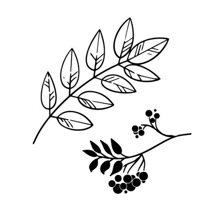 Graphic autumn leaves in ink on white. Autumn design elements.のイラスト素材