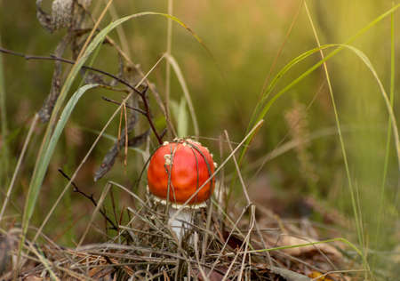 Toxic mushroom Amanita or Fly Agaric Fungi on the Forest floor in tall green grass. Vertical natural autumnal background.の写真素材