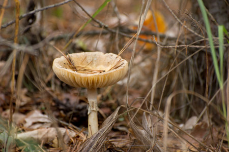 Toxic mushroom Amanita or Fly Agaric Fungi on the Forest floor in tall green grass. Vertical natural...