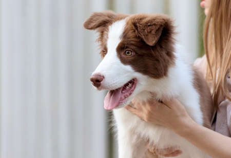 Adorable Border Collie puppy sitting on the ground. Four months old fluffy puppy in the park.の写真素材