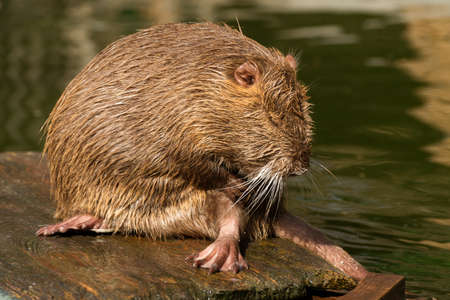 Nutria or Coypu, big river rat close up.の写真素材