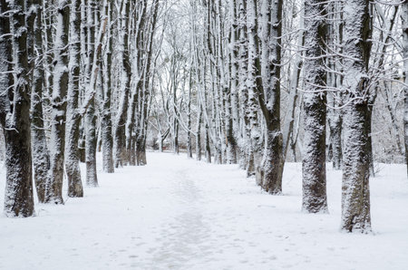 Winter forest. Snow covered trees in the forest.