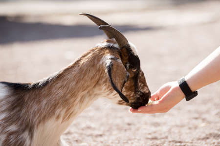 Human hand feeds young goat on a sand background. Sacrifice animal to islamic traditions.の写真素材