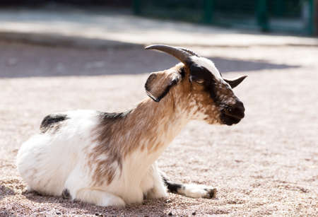 Amazing young goat on a sand background. Sacrifice animal to islamic traditions.の写真素材