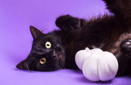 Halloween cat with white decorative pumpkins against the purple background. Portrait of a fluffy black cat.の写真素材