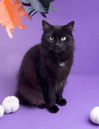 Halloween cat with white decorative pumpkins against the purple background. Portrait of a fluffy black cat.の写真素材