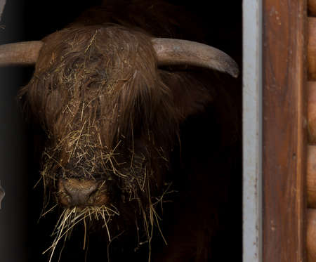 The muzzle of a Scottish cow peeking out of the corral against a dark background. Dark moody animal photo.の写真素材