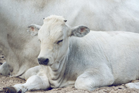 Cute young gray hungarian cow calf against its mother Cows back, gray livestock.