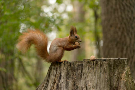 Red fluffy squirrel in a autumn forest. Curious red fur animal among dried leaves.の写真素材
