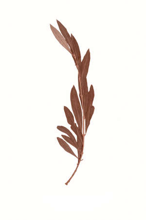 Herbarium dry branch of an olive tree isolated on white background.の写真素材