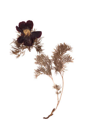 Herbarium dry peony flower isolated on white background.の写真素材