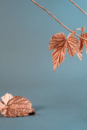 Golden hop leaf on pastel gray background. Autumnal minimalist still life.の写真素材