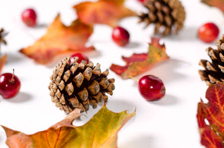 Bright yellow autumn leaves, chestnuts, pine cones and orange physalis flowers on a white background. Beautiful autumn frame. Top view photoの写真素材