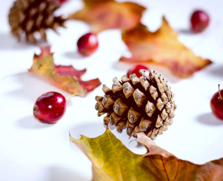Bright yellow autumn leaves, chestnuts, pine cones and orange physalis flowers on a white background. Beautiful autumn frame. Top view photoの写真素材