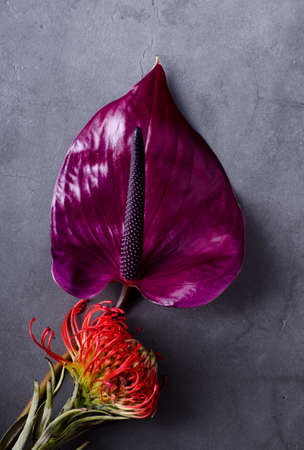 Beautiful purple Anthurium on a grey grunge background. Trendy minimalistic background.の写真素材
