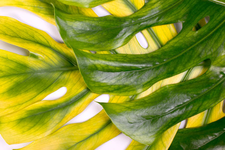 Big fresh Monstera leaf, Swiss cheese plant tropical against light gray color background.