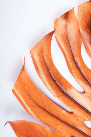 Big Monstera leaf close up, Swiss cheese plant tropical. Hello, Summer seasonal background.の写真素材