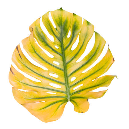 Big Monstera leaf close up, Swiss cheese plant tropical. Hello, Summer seasonal background.の写真素材