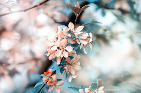 Selective focused macro photo of pink apple tree blossom against blurred background. Spring seasonal c backgroundの写真素材