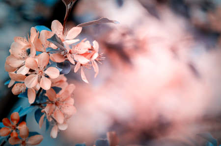 Selective focused macro photo of pink apple tree blossom against blurred background. Creative toned spring seasonal backgroundの写真素材