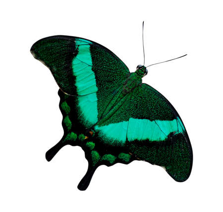 Beautiful Tropical butterflies isolated on white background.の写真素材