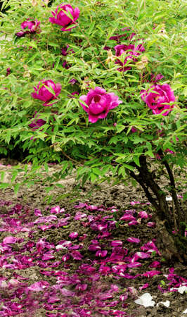 Beautiful gentle pink peony flower growing in the summer garden. Mountain tree peony.の写真素材