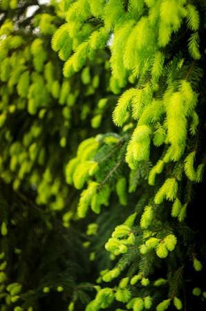 Young pine branches with little cones close-up. Botanical spring background.の写真素材