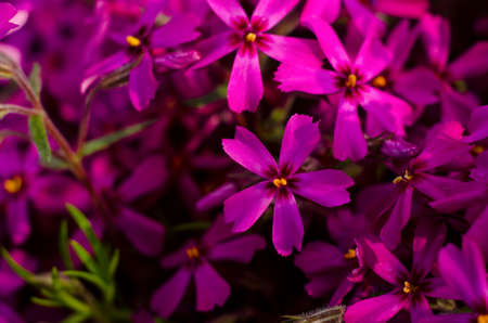 Beautiful bright purple phlox subulata close up. Spring botanical background.の写真素材