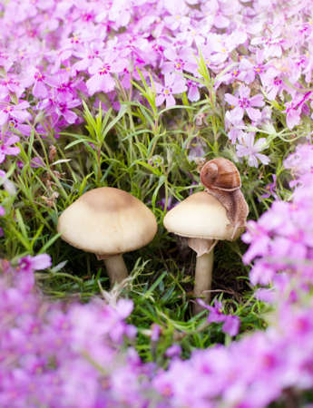 Close up photo of butterfly on mushroom among beautiful phlox flowers. Spring time background.の写真素材
