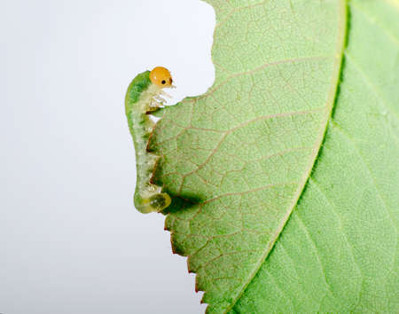 Big caterpillar eating green leaf. Insect isolated on white background.の写真素材