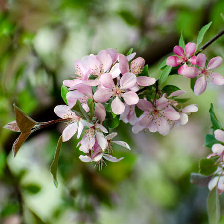 Selective focused macro photo of pink apple tree blossom against blurred background. Spring seasonal c backgroundの写真素材