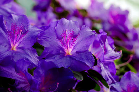 Beautiful vibrant azalea flower tree blooming in the botanical garden, in Kyiv. Bright flowers Close up.の写真素材